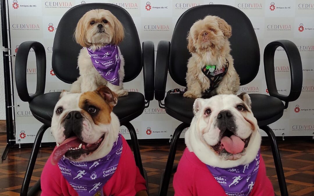 Cãominhada dos Amigos do HC: como preparar seu pet para caminhar